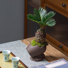 铁树盆栽植物室内好养花卉茶桌禅意绿植桌面迷你创意苏铁小盆景