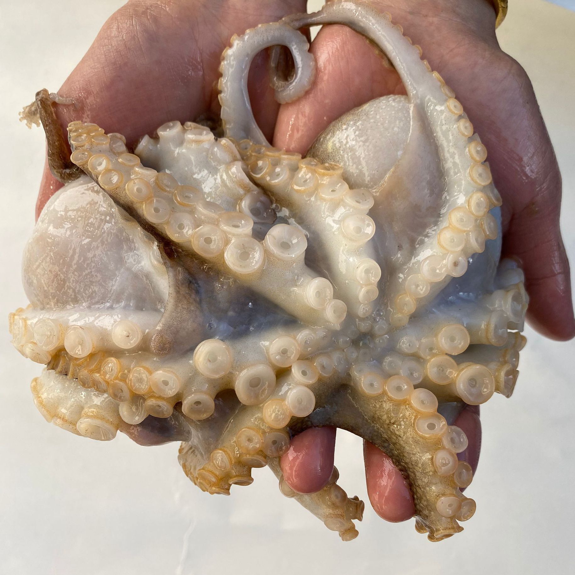 鲜冻八爪鱼 500克 7-8条 无处理