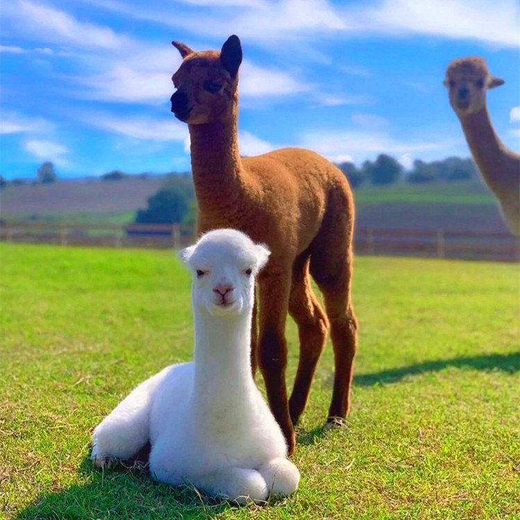 羊驼活物养殖景区小羊驼幼崽租赁专用羊驼宠物活的萌宠羊驼活体