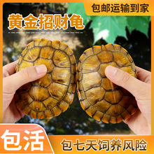 乌龟活物批发龟龟宠物龟观赏龟大小乌龟水龟小额代发一件代发