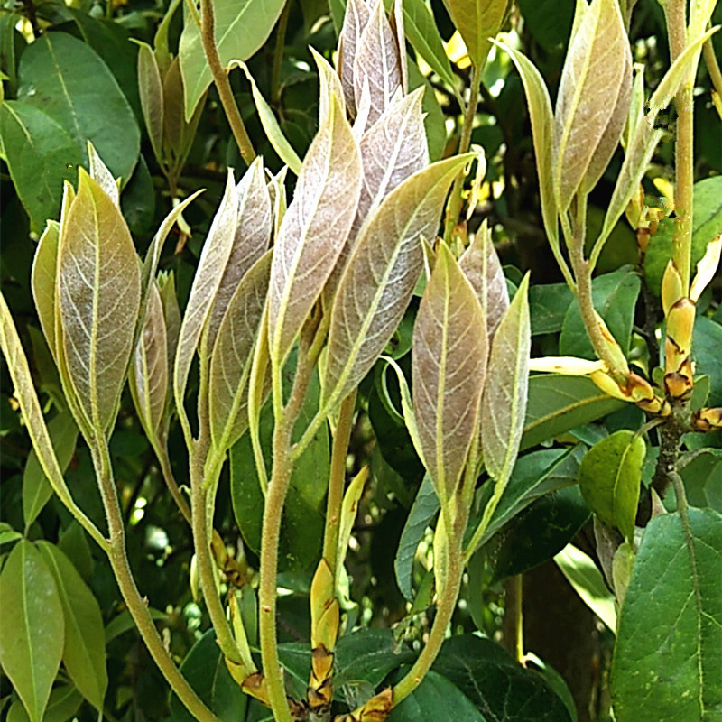 野生老鹰茶5四川重庆火锅常用巫溪产贵州高山白茶手工老荫茶