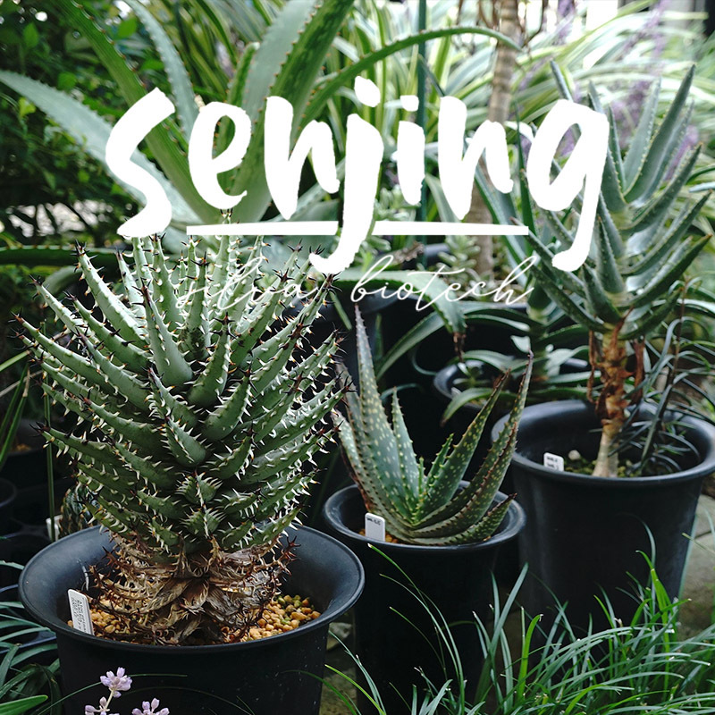 纳米比亚黑魔殿/稀有原生芦荟盆栽/耐寒耐旱很好养的多肉实生苗