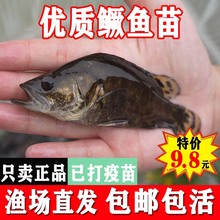 正宗翘嘴鳜鱼苗桂花鱼苗淡水养殖食用观赏贵鱼苗鲜活白鳜鱼苗批发