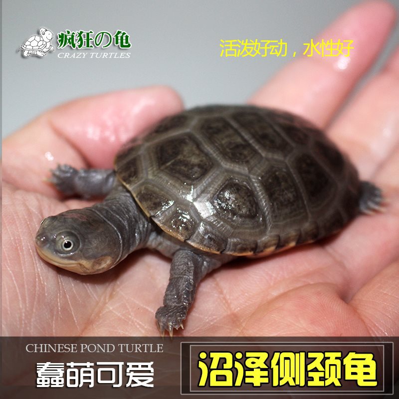 疯狂的龟 沼泽侧颈龟苗活体宠物 西非侧颈龟圆澳龟