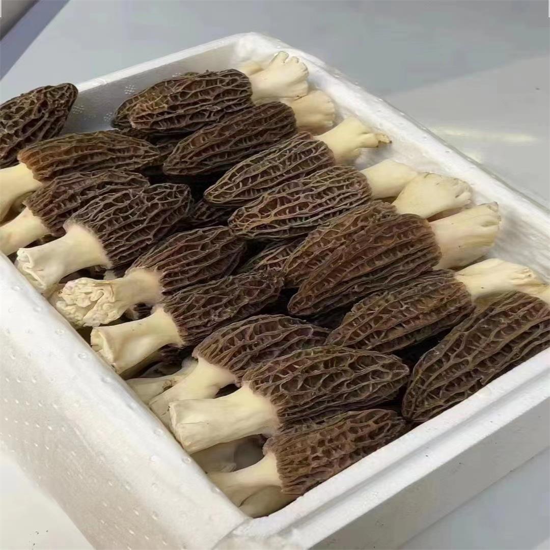 厂家直供湖南新鲜羊肚菜 湘蕈鲜羊肚菌1kg批发