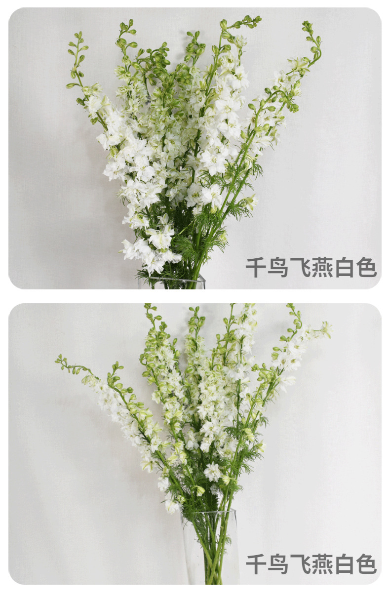 小飞燕千鸟飞燕大飞燕鲜切花昆明基地新鲜批发居家婚庆