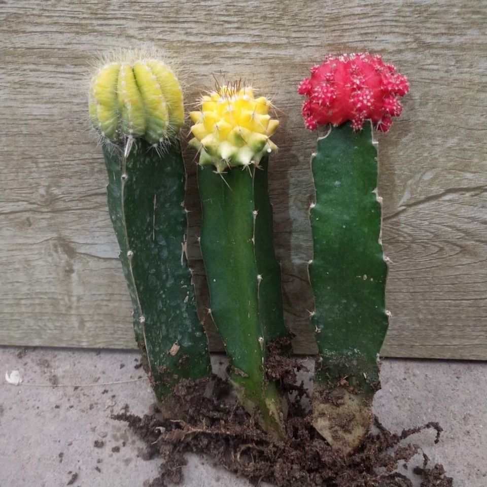 彩色仙人球组合盆栽室内仙人柱嫁接仙人掌多肉植物套装