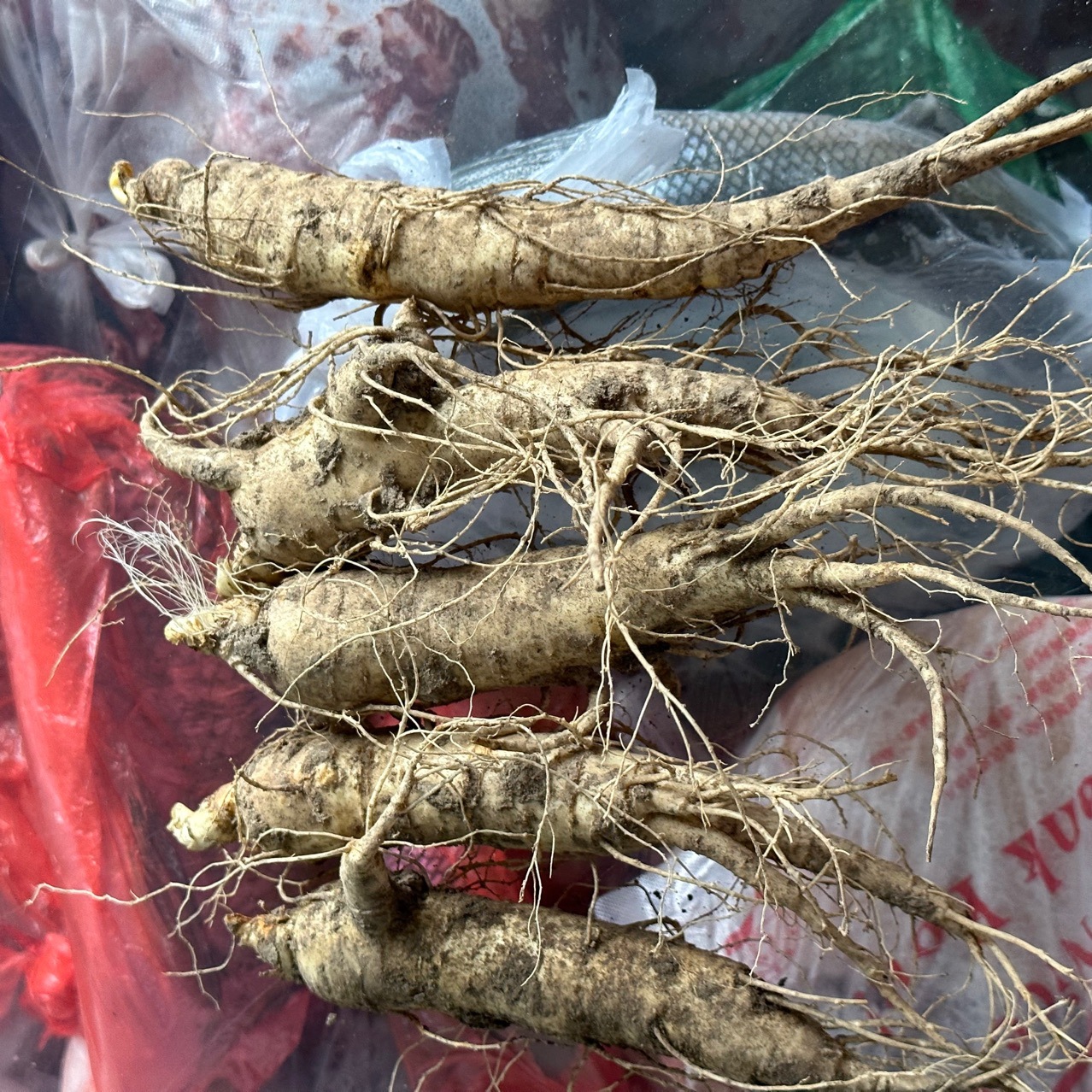 东北鲜参西洋参大颗人参原产地自产自销鲜西洋参-阿里巴巴