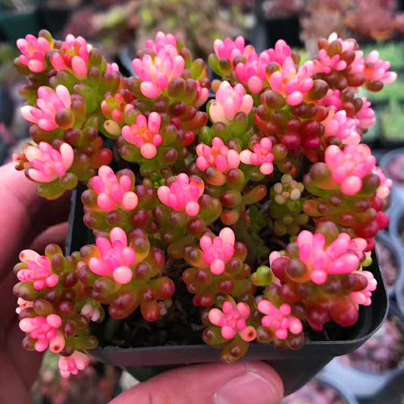 多肉植物红色浆果锦办公室内绿植花卉迷你小盆栽肉肉植物