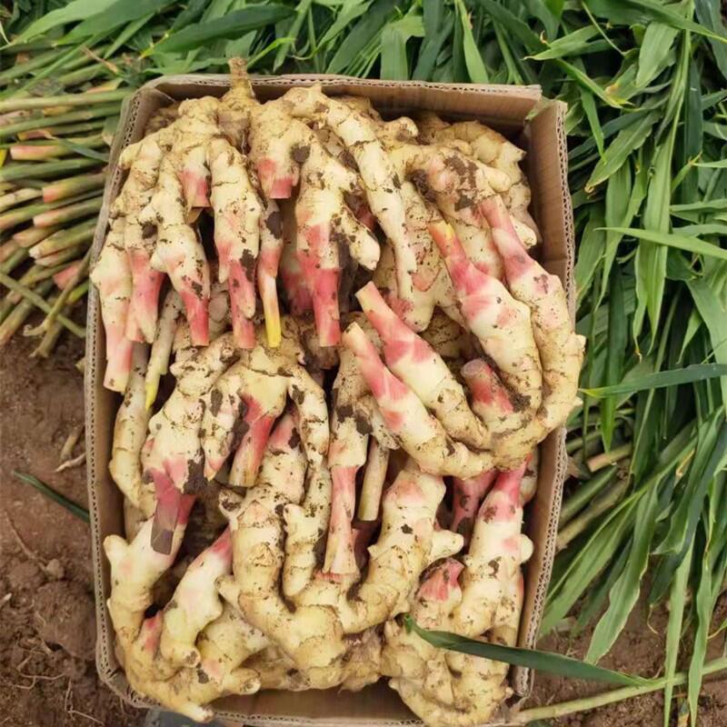 现挖新鲜嫩姜鲜姜紫姜生姜仔红芽小姜子姜醋泡腌制蔬菜姜芽牙
