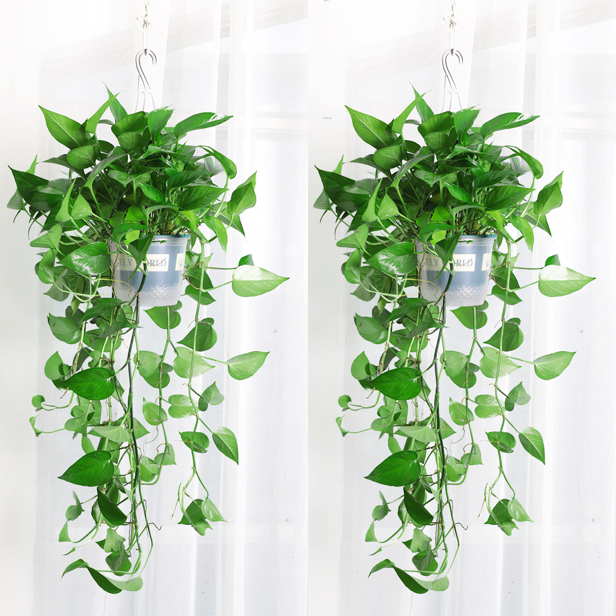 绿萝长藤垂吊挂墙上室内长藤绿植盆栽长绿萝新房客厅牵藤爬藤植物
