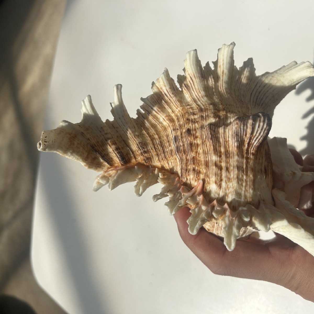 大海螺麒麟螺千佛手海螺创意装饰装潢水族箱鱼缸造景收藏摆件贝壳