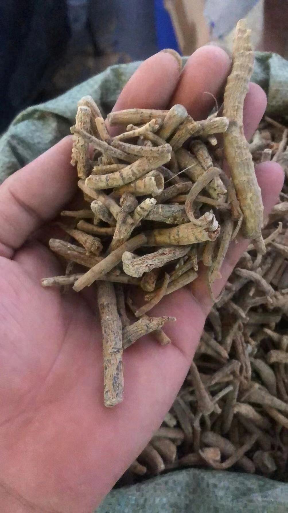 云南文山三七根三七打粉料田七三七粗根三七须根毛根大货批发