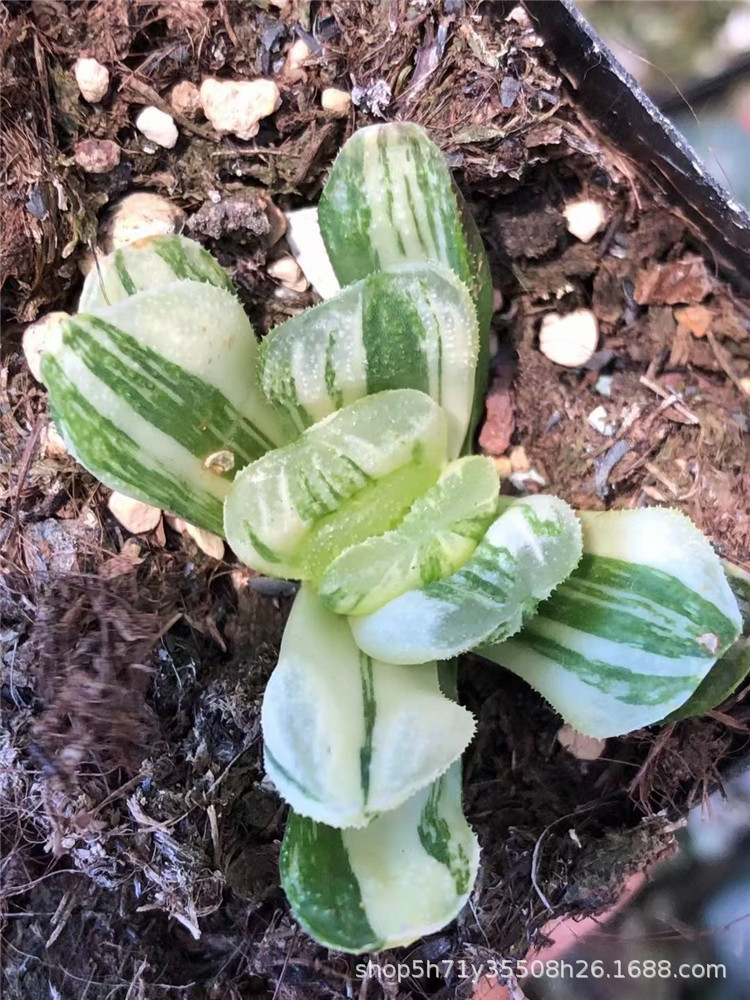 十二卷属科基地批发绿岛玉扇玉扇锦多肉品种品相好裸根发货