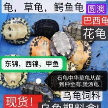 佛州甜甜圈龟活体宠物乌龟活体淡水两栖观赏龟大河甜甜圈包邮包活