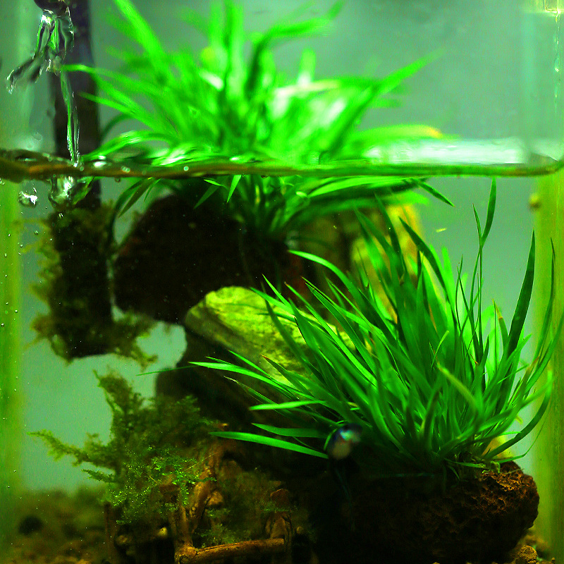 迷你小剑兰定植火山石懒人鱼缸水草造景水陆缸石普昌泰国小水剑草