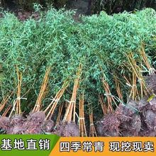 竹子苗庭院四季耐寒植物观赏大型室内盆栽早园竹紫竹苗四季青竹苗