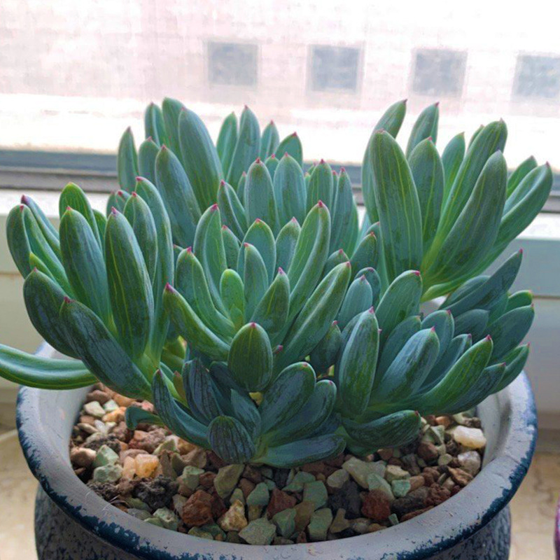 蓝松多肉植物组合盆栽防辐射绿植花卉肉肉办公室盆景云南多肉老桩