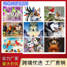 40*50动物动漫系列6大尺寸孔雀狼猫数字丙烯填充油画跨境批发零售