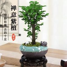 小叶紫檀盆景黑古茶盆栽四季好养绿植桌面常青盆栽禅意苔藓微室内