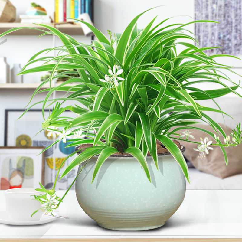 金边大吊兰盆栽吊兰室内盆栽四季常青绿植好养花卉除甲醛水培水养