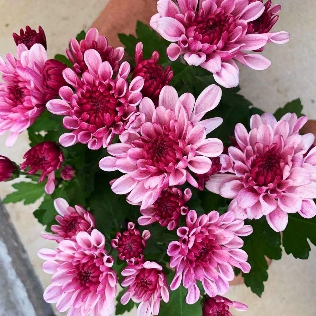 (带花苞)四季菊花持续开花月月菊大菊花苗荷兰菊花苗庭院阳台对版