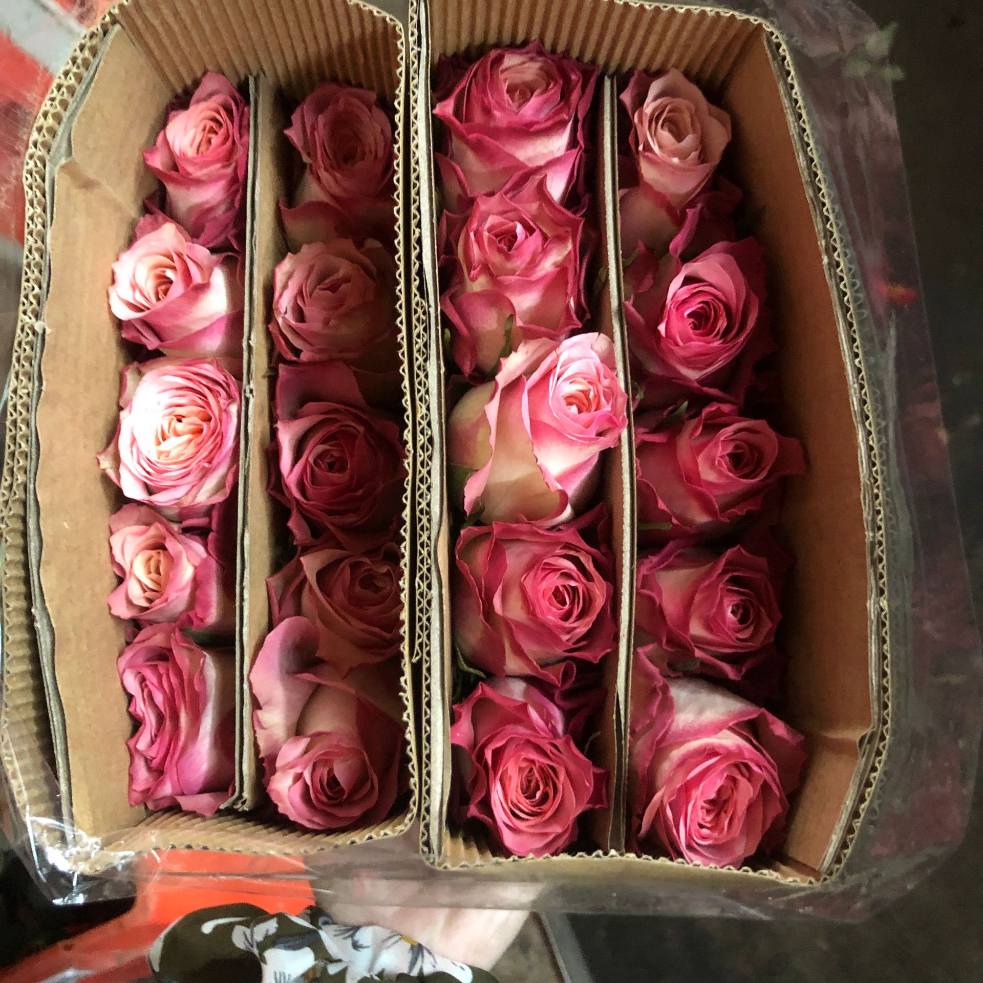 【红袖玫瑰】云南玫瑰花鲜花批发 昆明斗南基地市场新鲜切花 批发