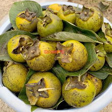 野生现发赣南油柿油沱新鲜天然农村柿子当季现摘油柿水果高山