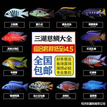 三湖慈鲷活体 马鲷科岩栖像海水鱼热带鱼活体小型淡水观赏鱼马鲷