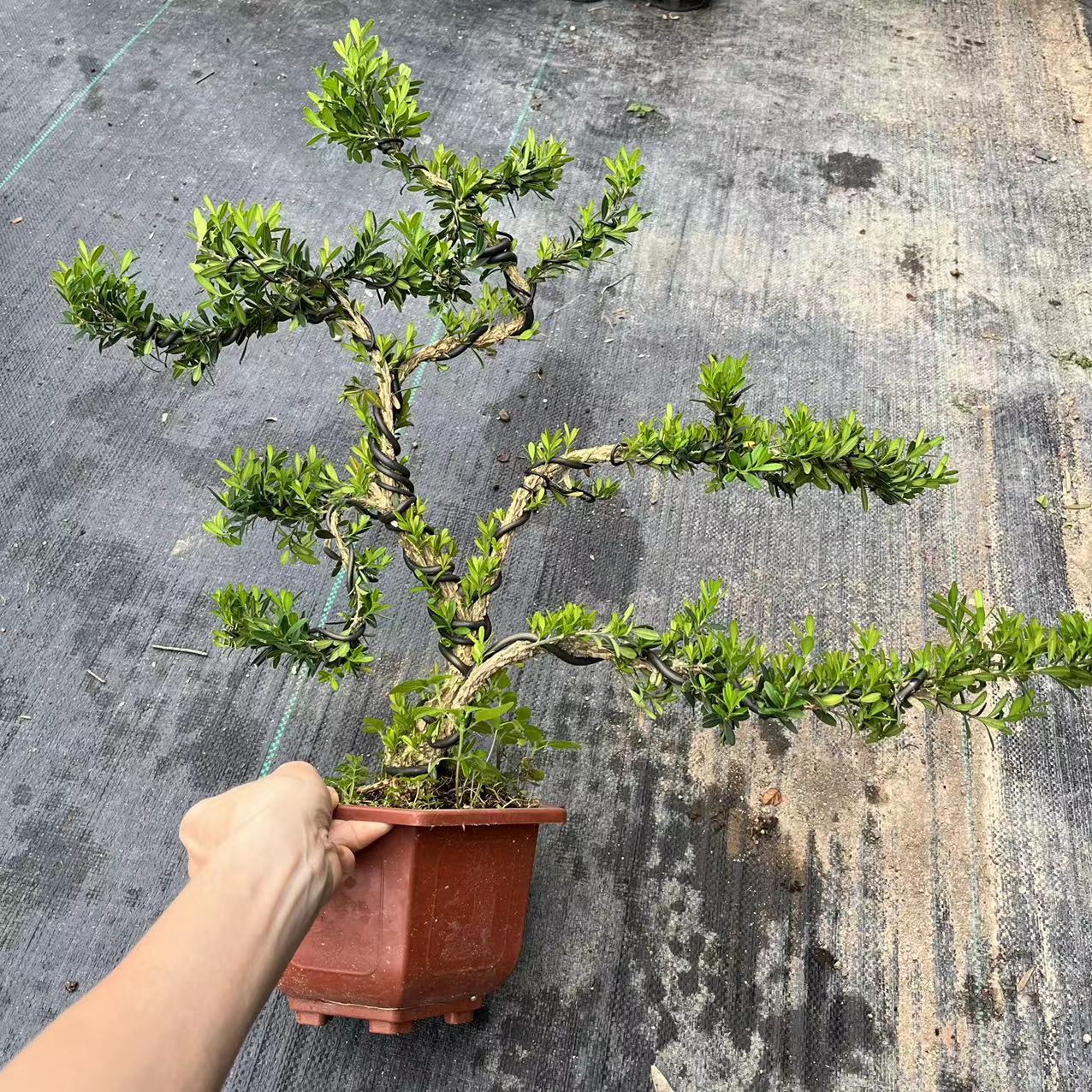 【基地直供】造型盆景植物 阳台绿植花卉盆栽植物六角造型黄杨
