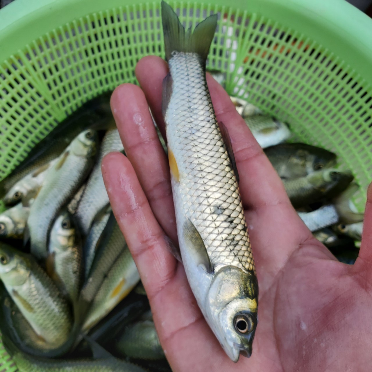 鱼苗 广东鱼苗批发 广西鱼苗 大量供应贵州鱼苗 云南鱼苗供应