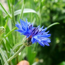 批发矢车菊花种四季易种活蓝色矢车菊种子室外庭院绿化花卉种籽子