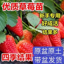 草莓苗奶油草莓秧苗阳台盆栽四季草莓苗南方北方果树种植当年结果