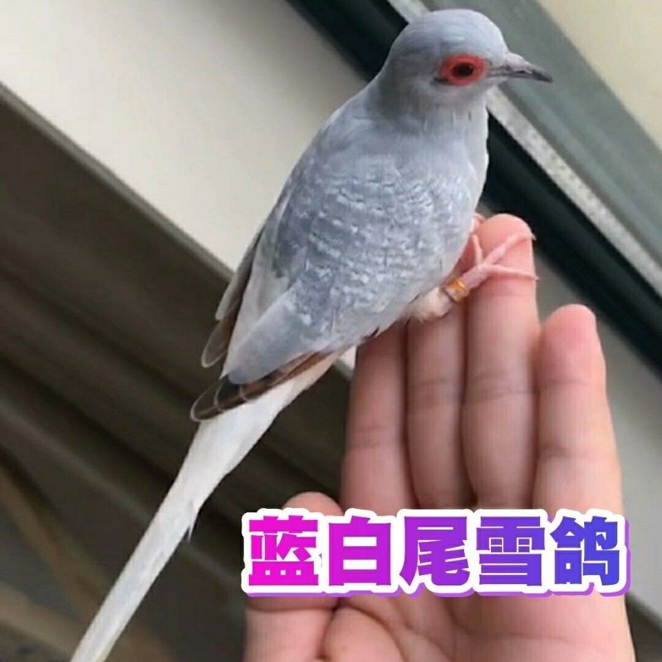 雪鸽活体鸟澳大利亚薄雪鸽蓝白尾雪鸽珍珠鸽小的鸽子观赏宠物鸟