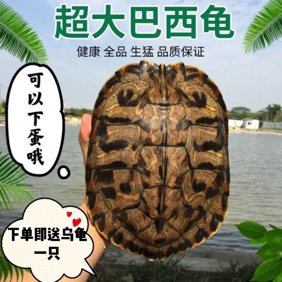 大巴西龟活体巴西红耳龟黄金龟观赏招财下蛋乌龟大龟种龟特大镇宅