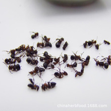 500克中药材东北黑蚂蚁干大蚂蚁土特产山蚁