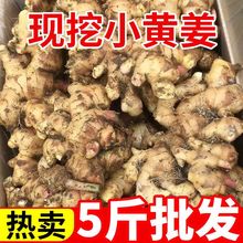 广西高山小黄姜小白姜新鲜黄姜高山黄姜碎姜整箱批发工厂一件批发