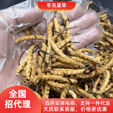 溯源头茬干冬虫夏草批发饱满无黑草无断草传统滋补品虫草源头货源