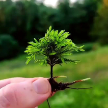 万年藓鱼缸造景水草植物雨林缸活体新手易活水培真草蜈蚣草竹节草