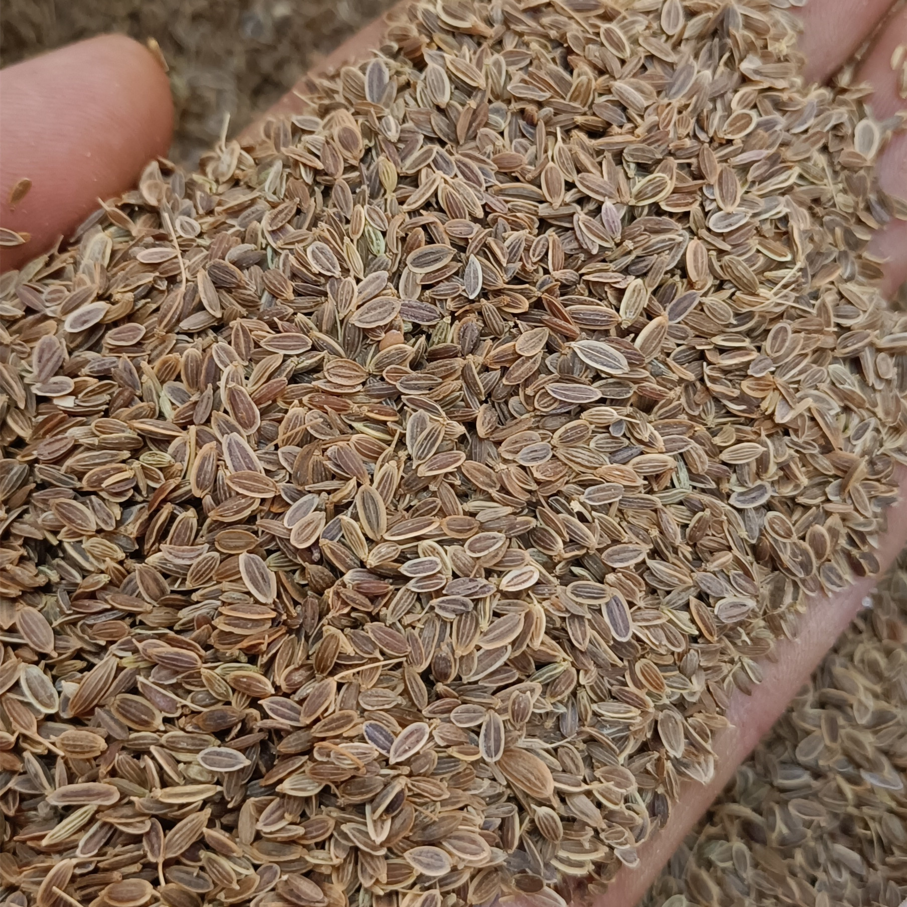 千里香十里香七里香万里香莳萝籽 中药材千里香粉 香料500克 批发