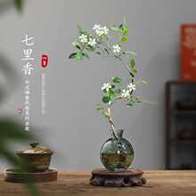 七里香花卉桌面茉莉花水培植物内好养鲜花绿植懒人水养盆栽办公室