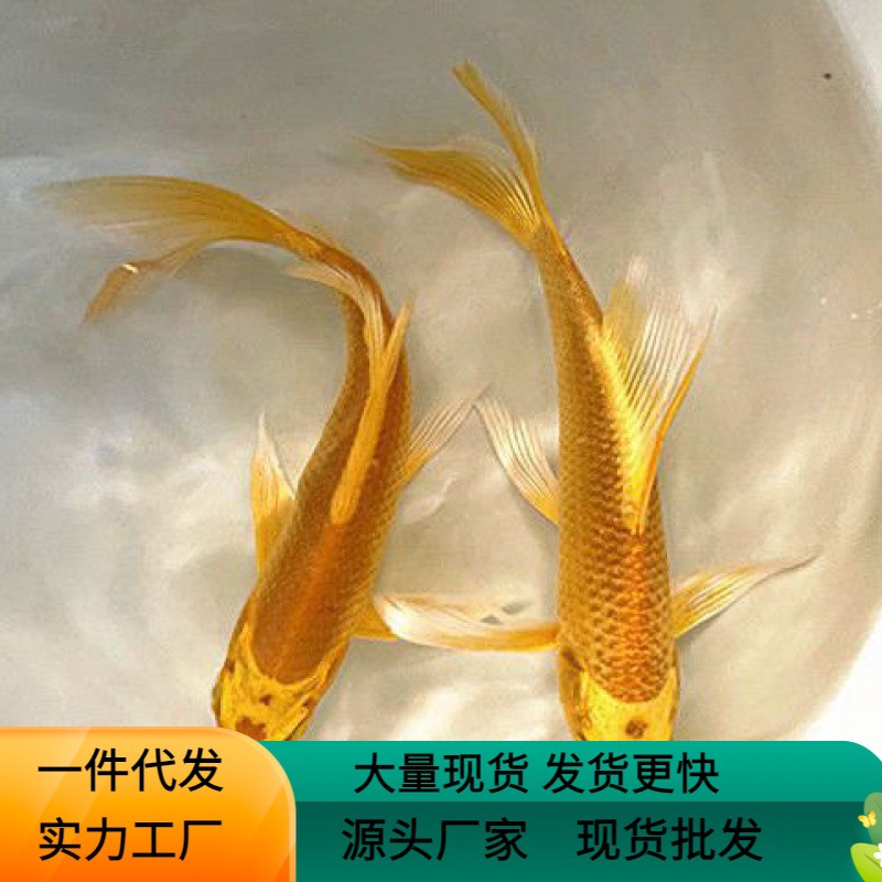 金鱼活鱼黄金锦鲤鱼招财风水鱼龙凤锦鲤好养耐活冷水观赏鱼小现代