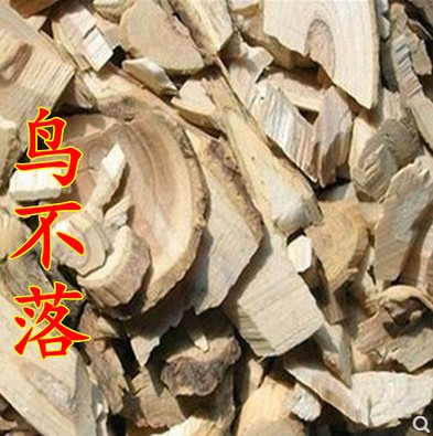 材 鸟不宿 雀不站 楤木 葱木 鸟不落 忽木刺老包 500克包邮-阿里巴巴