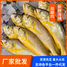 新鲜海捕小黄鱼鲜活速冻黄花鱼冷冻海鱼黄鱼烧烤食材海鲜水产批发