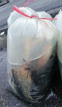 加厚水产市场氧气打包袋装活鱼海鲜运输平口塑料袋加厚冲充氧袋子