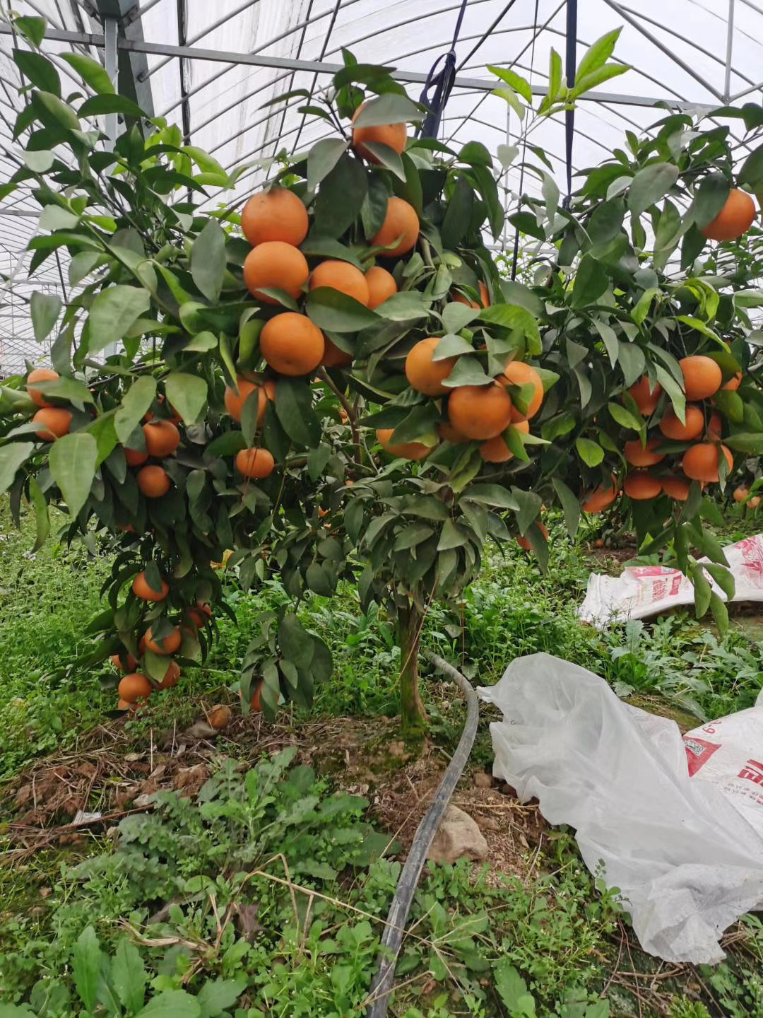 象山红美人 爱媛28号38号果冻橙柑橘 橘子树嫁接南方种植当年结果