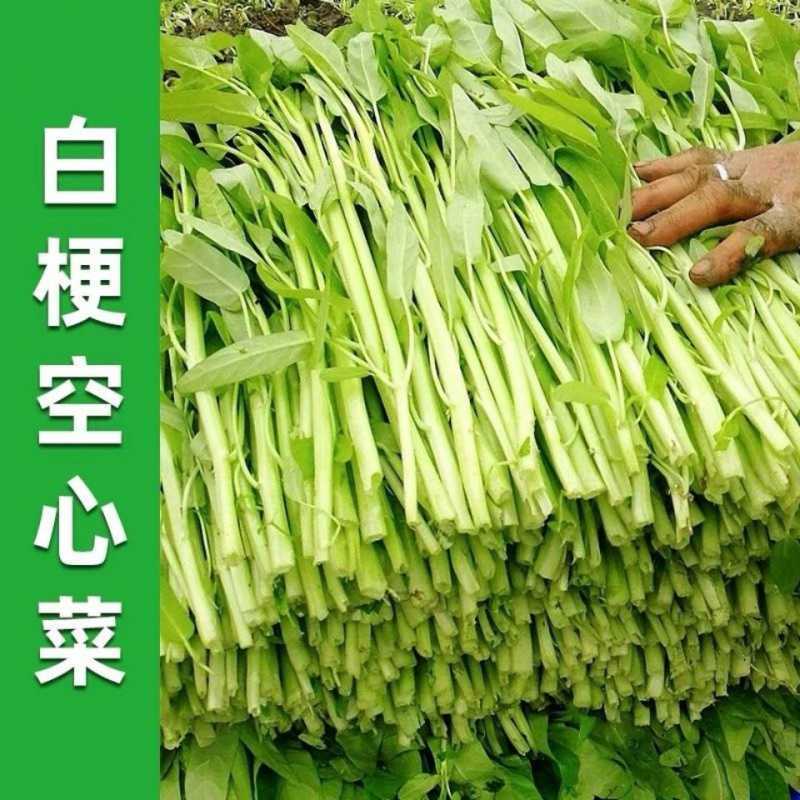 白梗柳叶空心菜种子白骨泰国大叶小叶蕹菜竹叶水生蔬菜籽四季种植