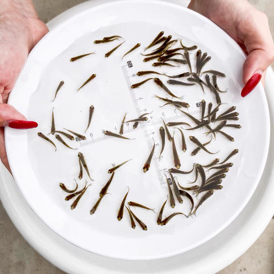 虹鳟鱼苗三文鱼苗淡水养殖食用鱼活体金鳟鱼苗观赏鱼包邮渔场直销