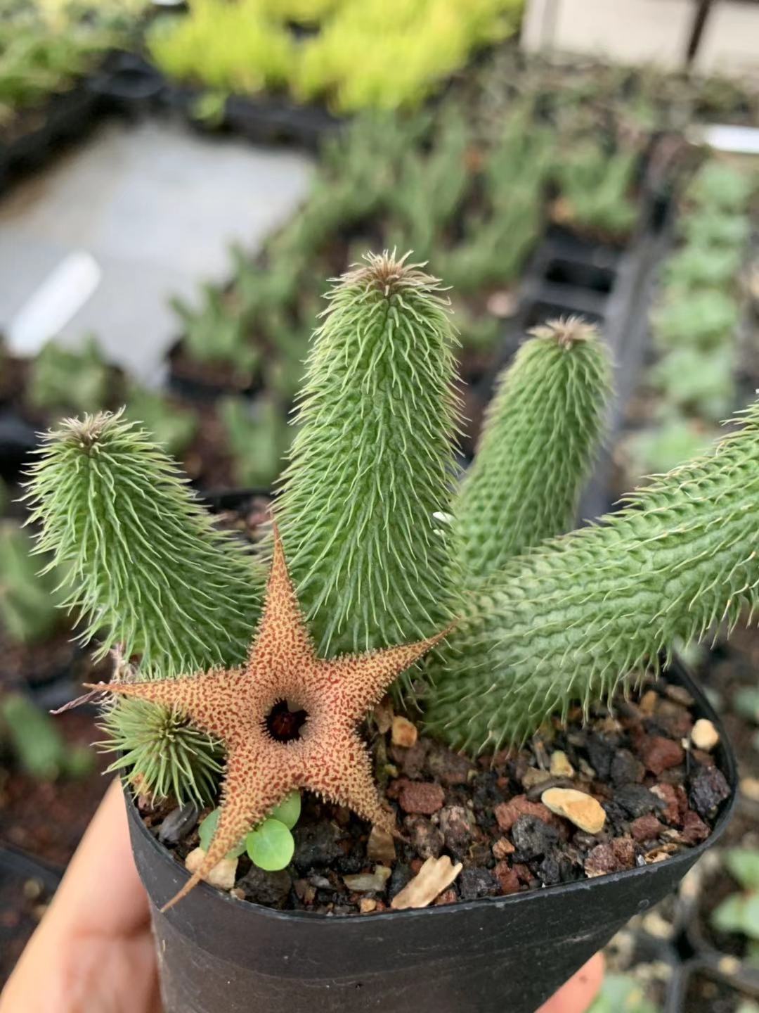 四海园艺 阿修罗萝藦科多肉仙人球犀牛角硬枝豹皮花波斯地毯白角