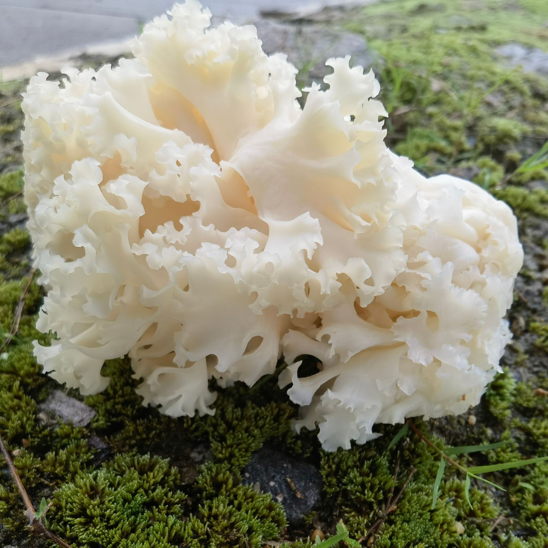 福建古田新鲜绣球菌对花菌干巴菌煮火锅炒菜现摘现发新鲜菌菇